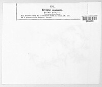 Erysiphe cruciferarum image